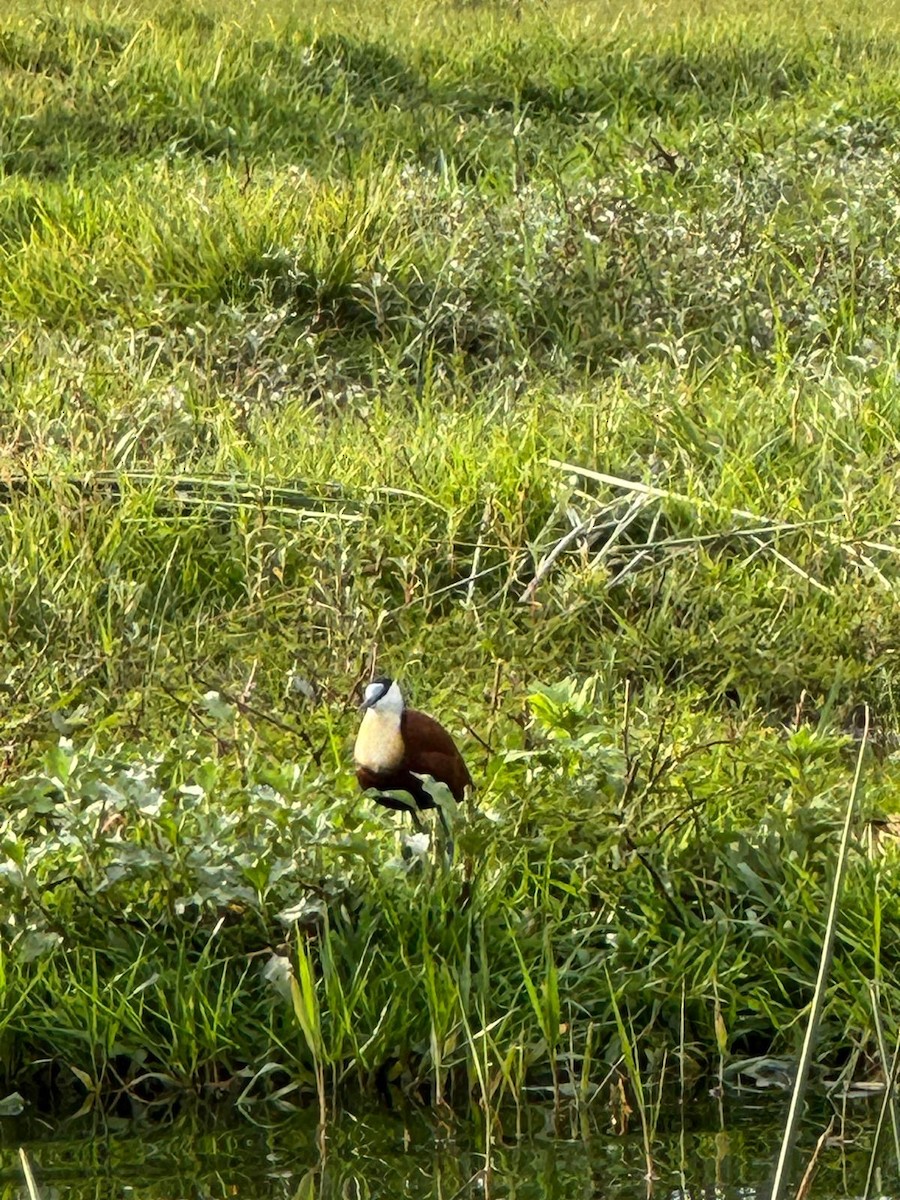 African Jacana - ML643986226