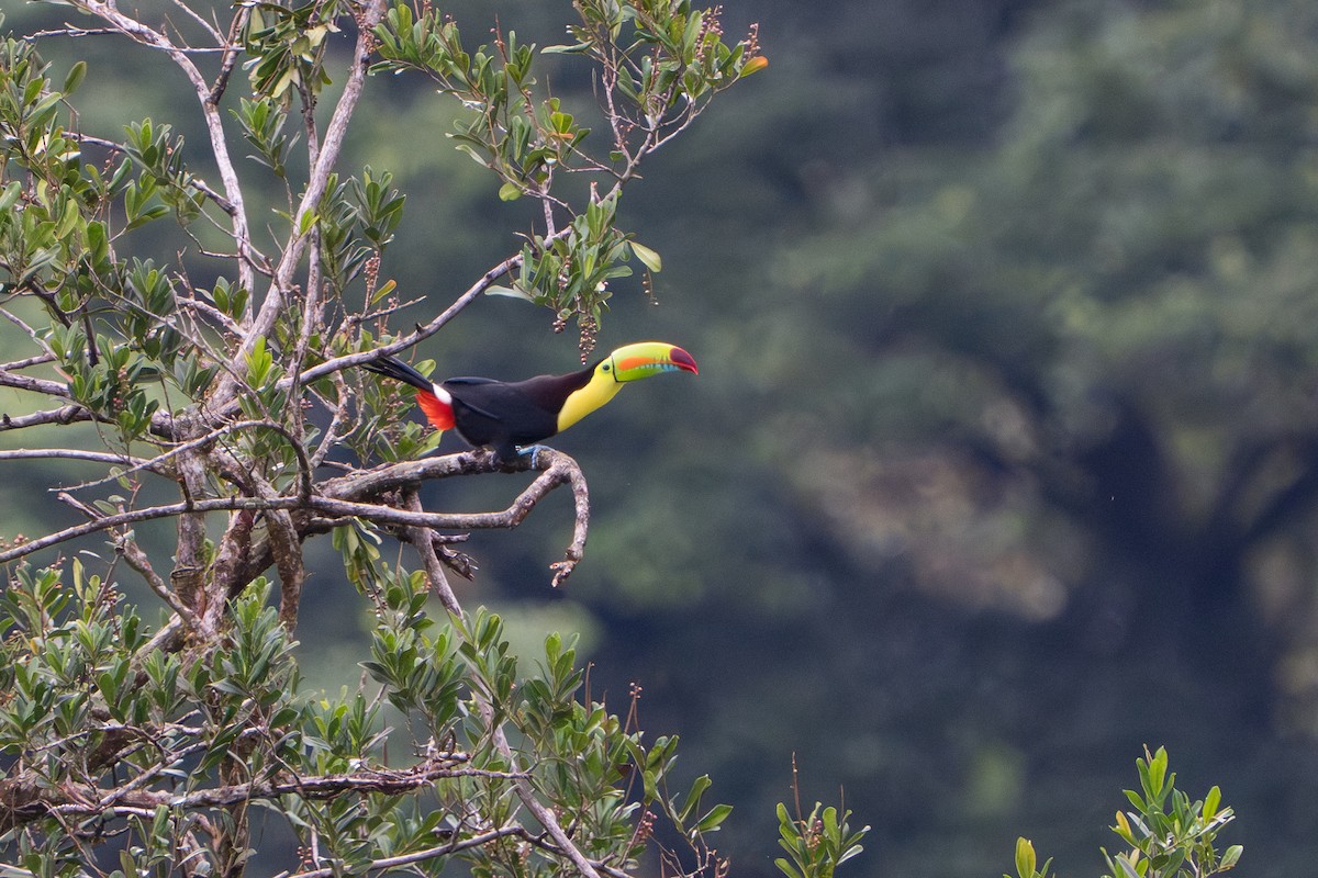 Keel-billed Toucan - ML643986229