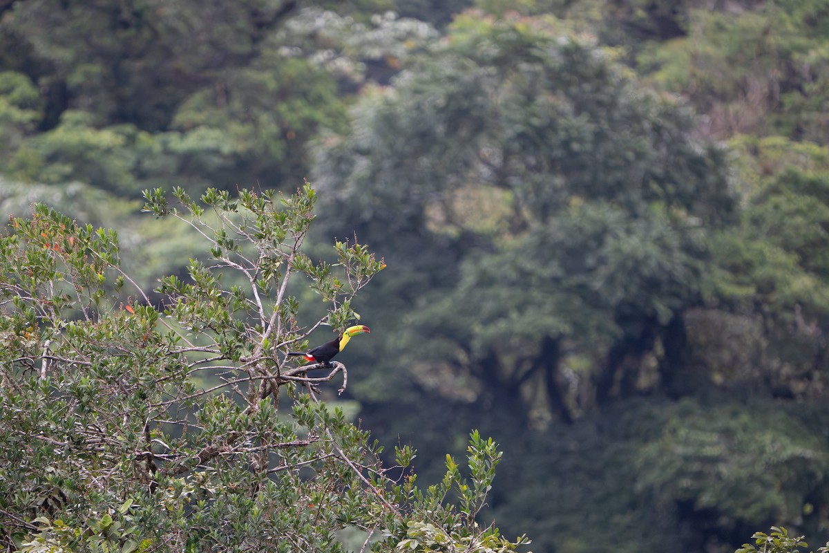 Keel-billed Toucan - ML643986230