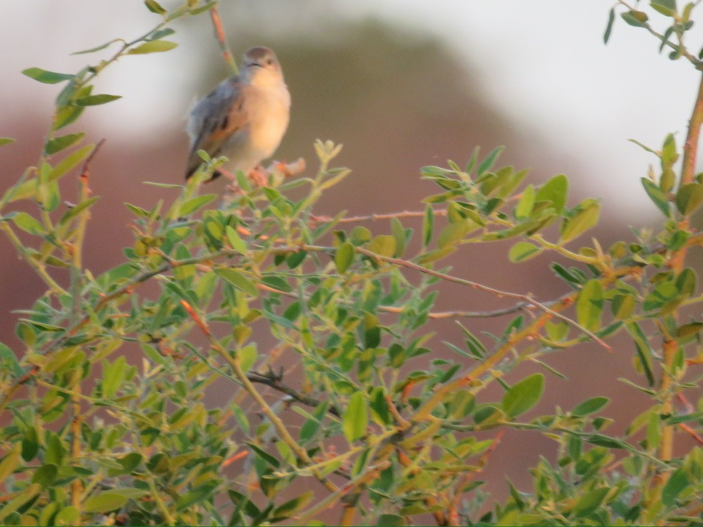 Rattling Cisticola - ML643986231