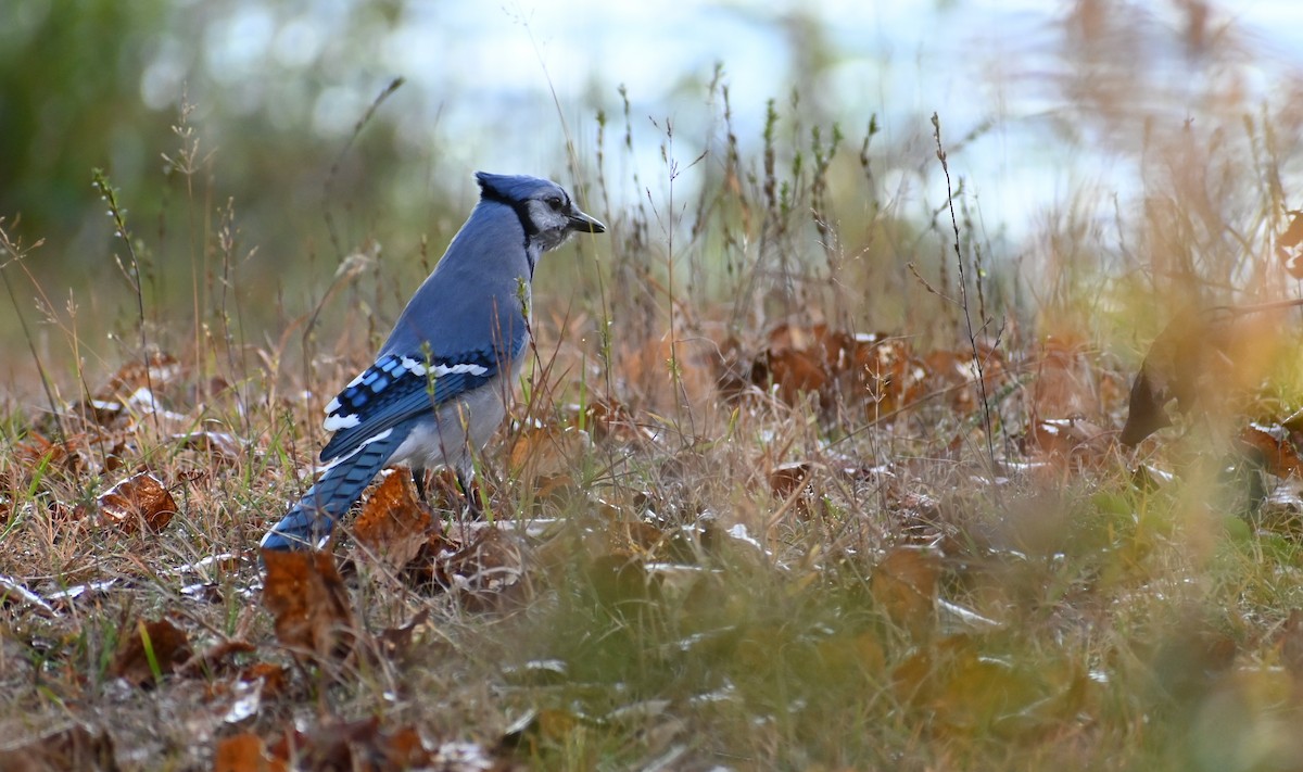 Blue Jay - ML643986249