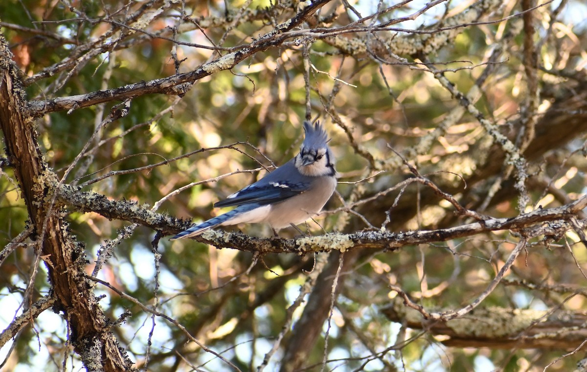 Blue Jay - ML643986250