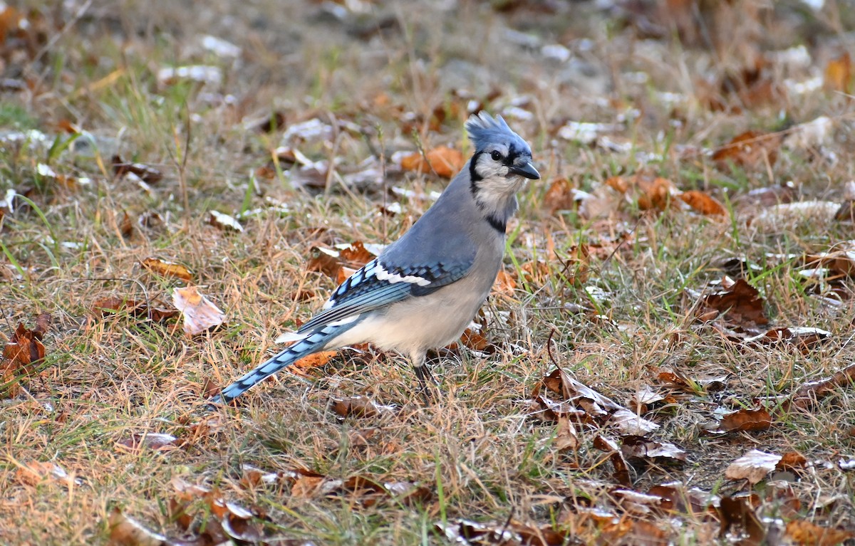 Blue Jay - ML643986251