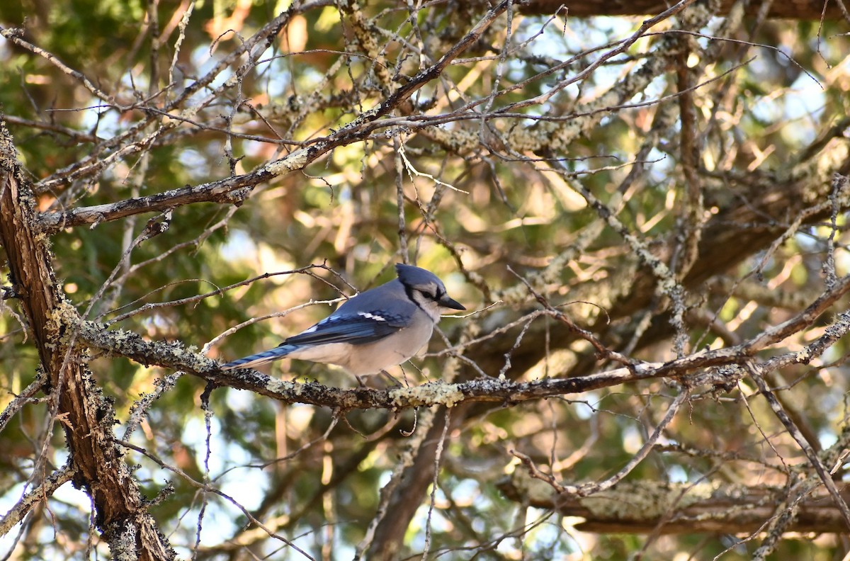Blue Jay - ML643986252