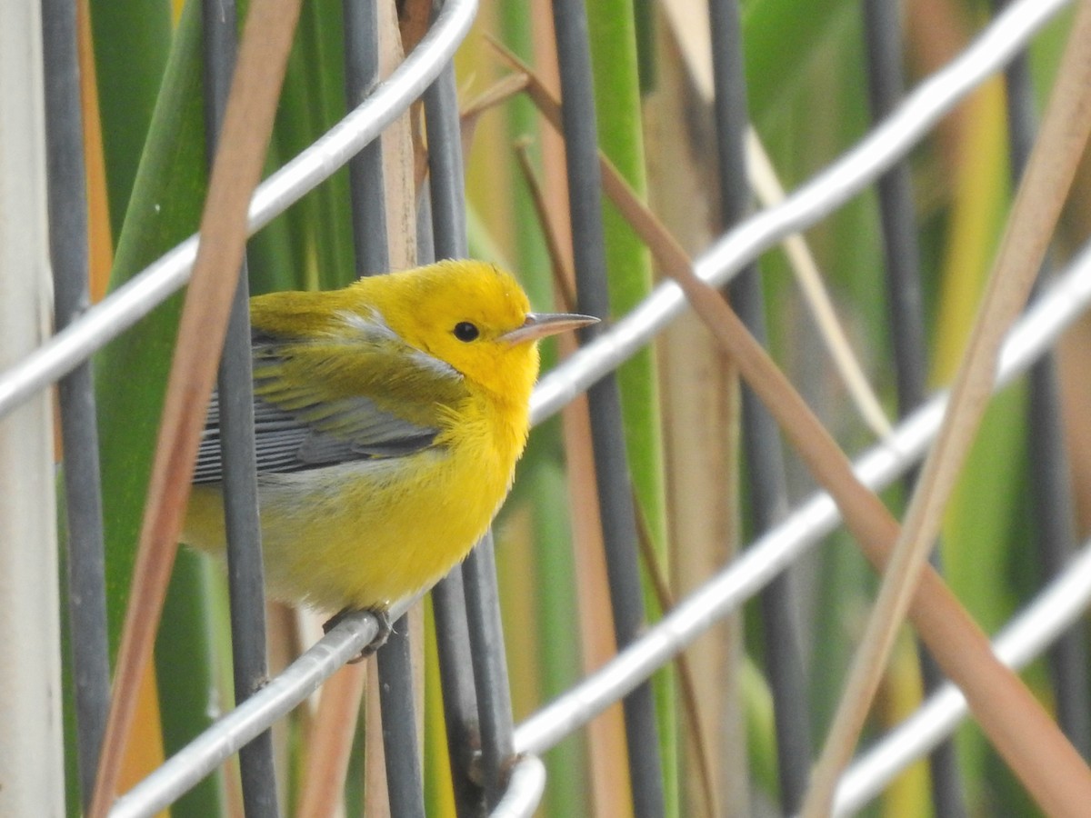 Prothonotary Warbler - ML643986261