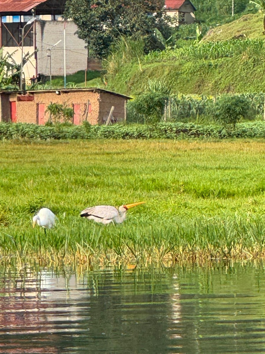 Yellow-billed Stork - ML643986266