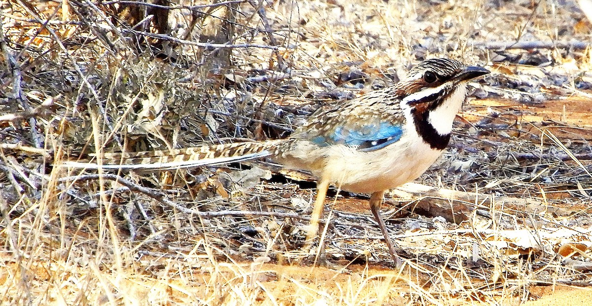 Long-tailed Ground-Roller - ML643986304