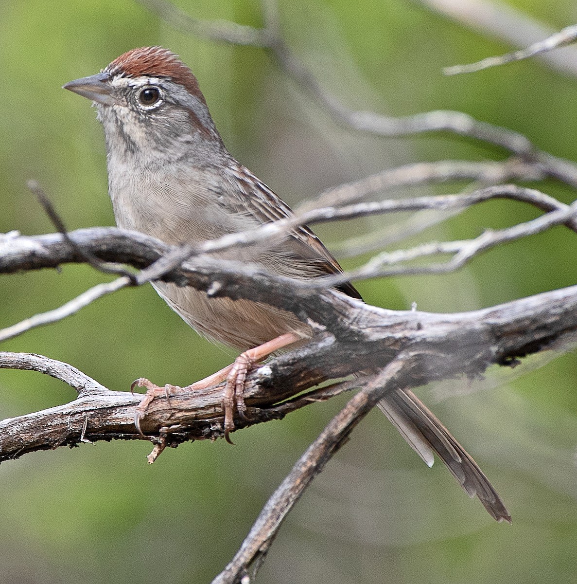 Rufous-crowned Sparrow - ML643986311