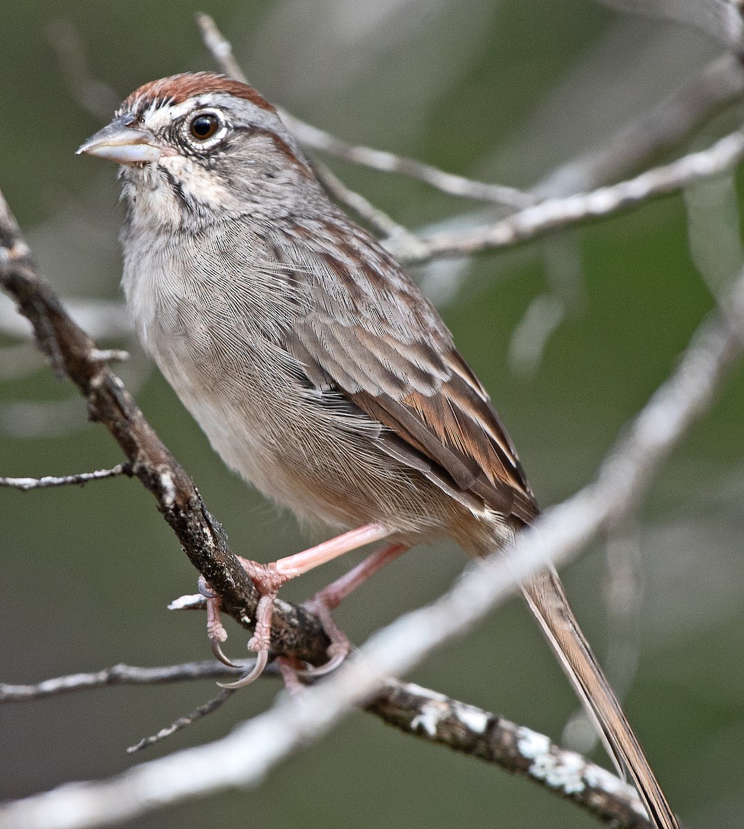 Rufous-crowned Sparrow - ML643986312