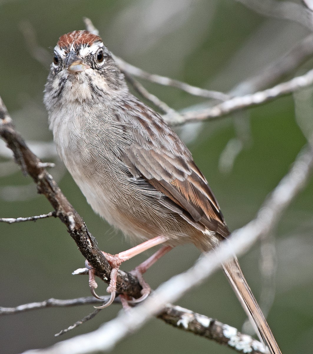 Rufous-crowned Sparrow - ML643986313