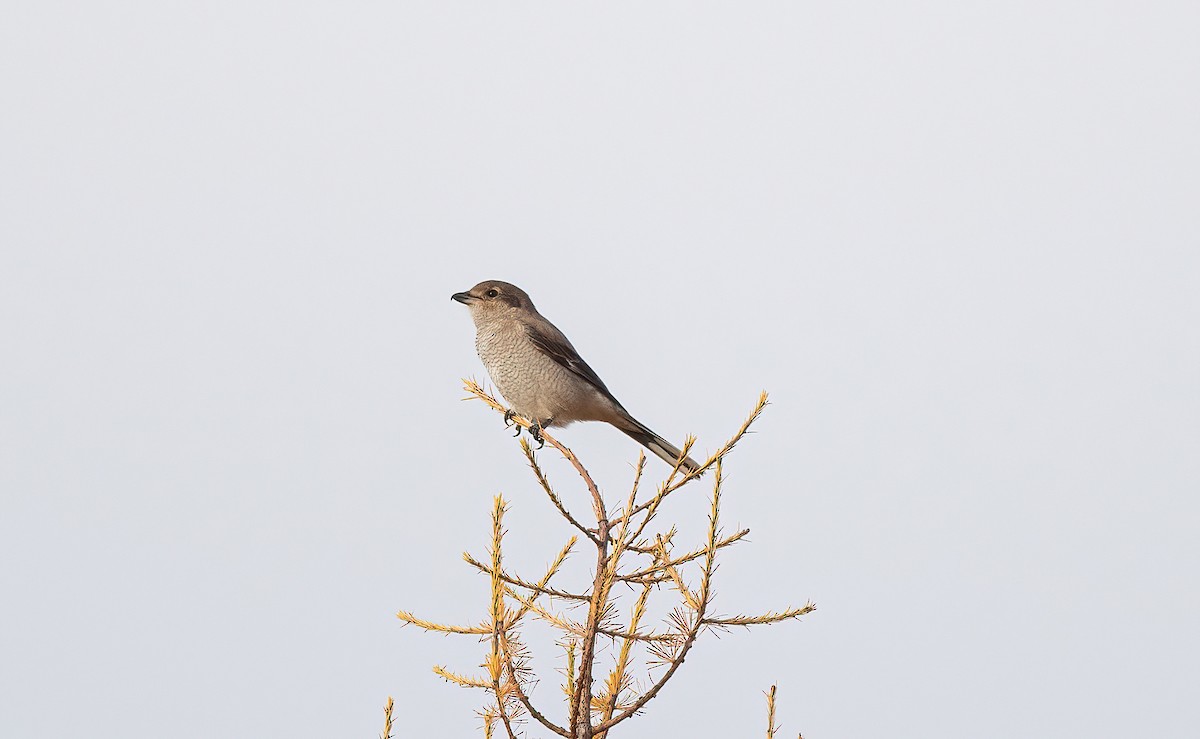 Northern Shrike - ML643986317