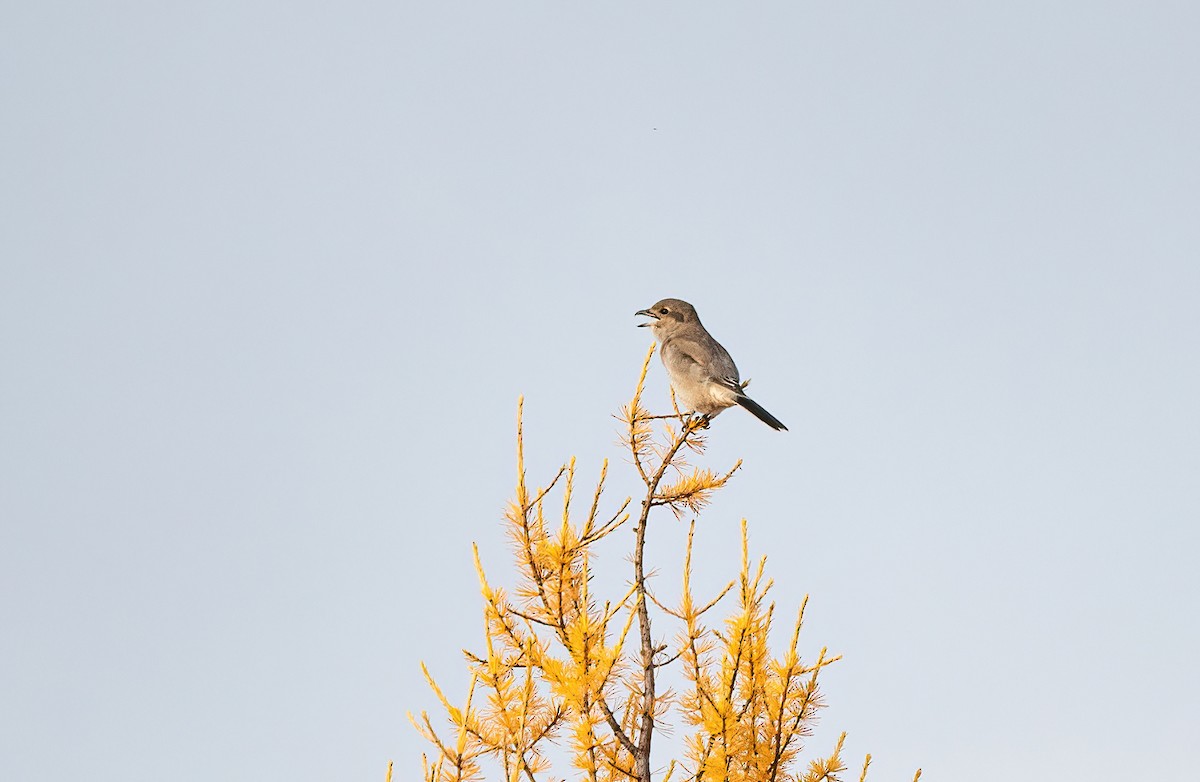Northern Shrike - ML643986318