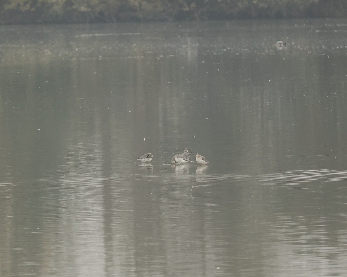 Spotted Redshank - ML643986321