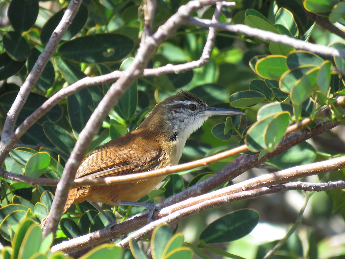 Long-billed Wren - ML643986326