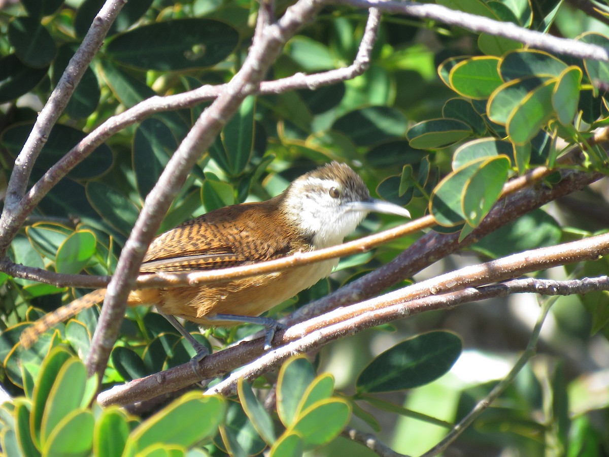 Long-billed Wren - ML643986328