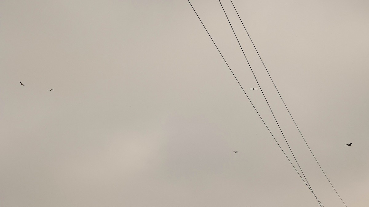 Red Kite - ML643986346