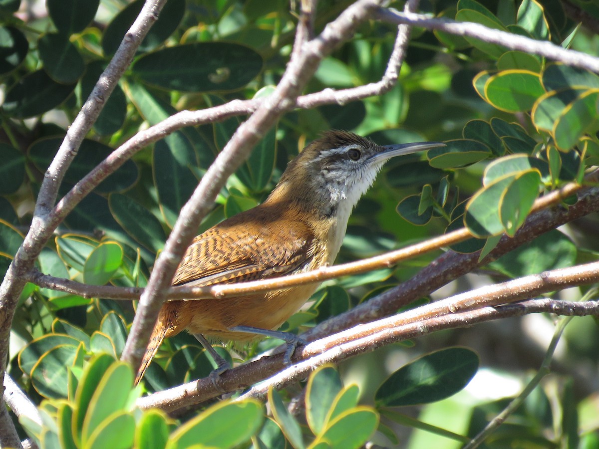 Long-billed Wren - ML643986347