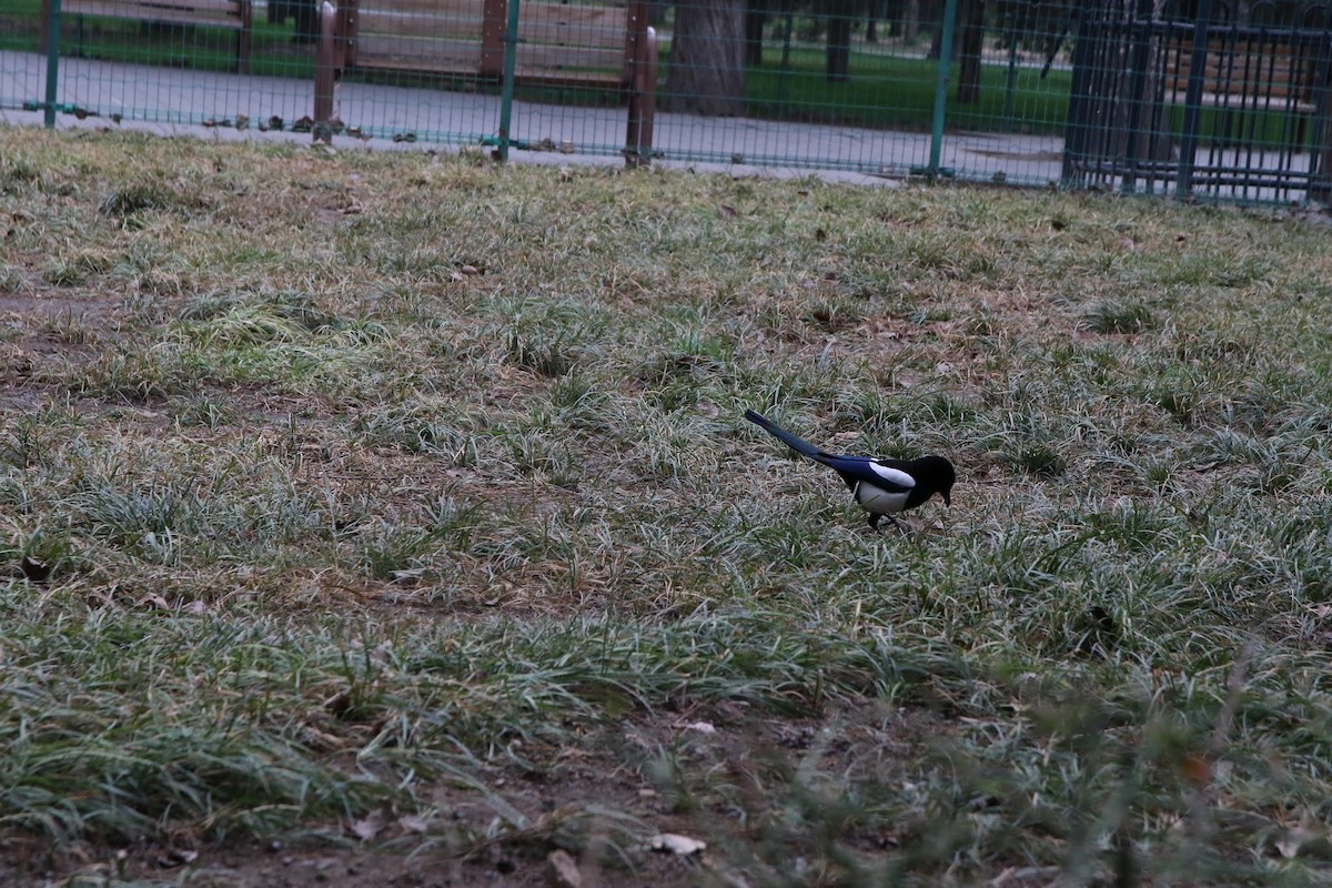 Oriental Magpie - ML643986350