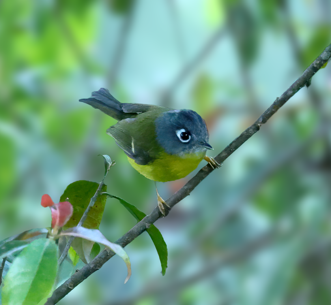 Gray-cheeked Warbler - ML643986356