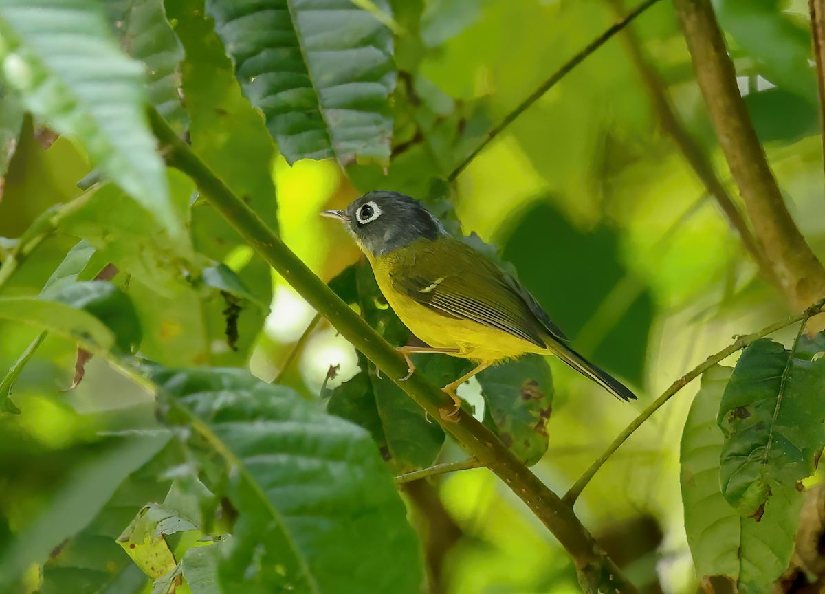 Gray-cheeked Warbler - ML643986357