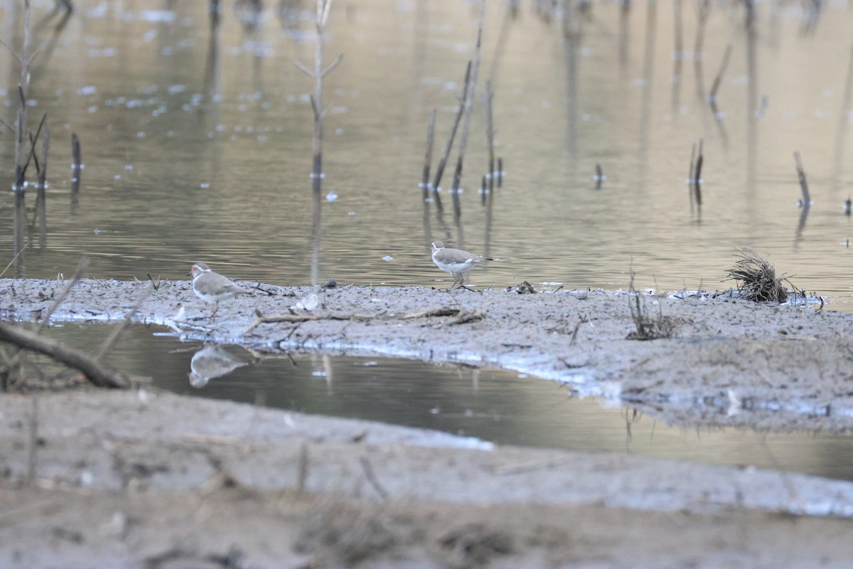Three-banded Plover - ML643986385