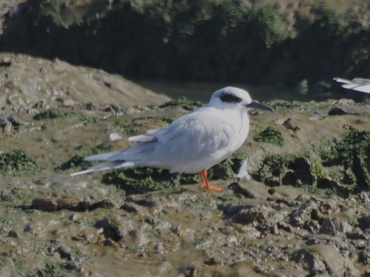 Forster's Tern - ML643986398