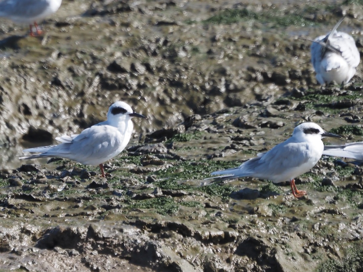 Forster's Tern - ML643986399