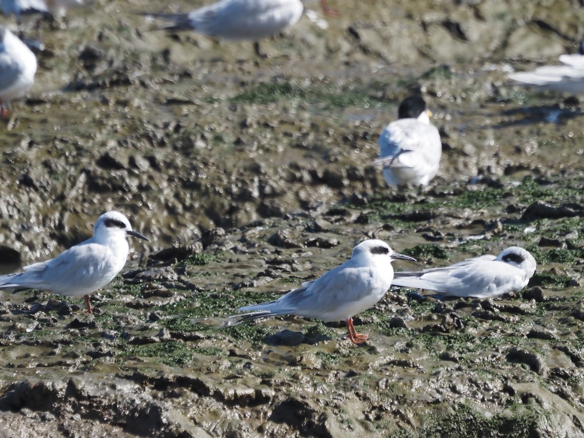 Forster's Tern - ML643986400