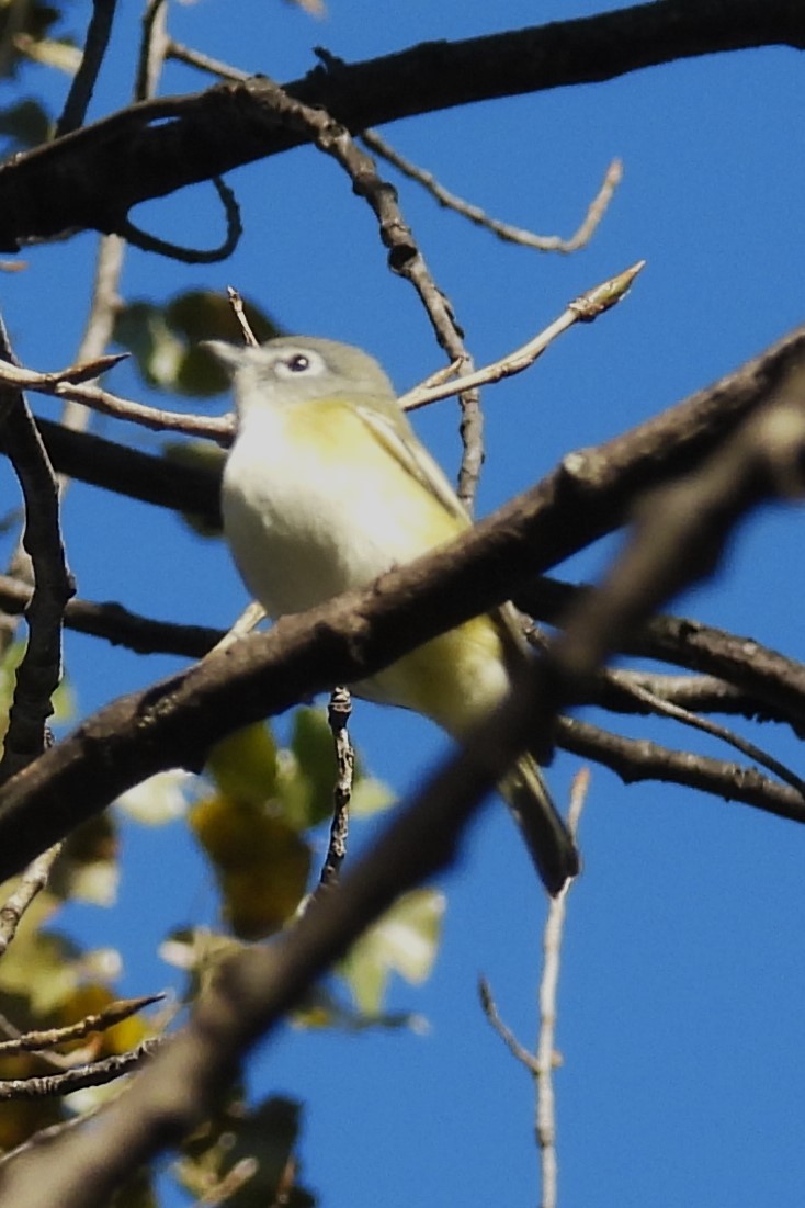 Graukopfvireo - ML643986416