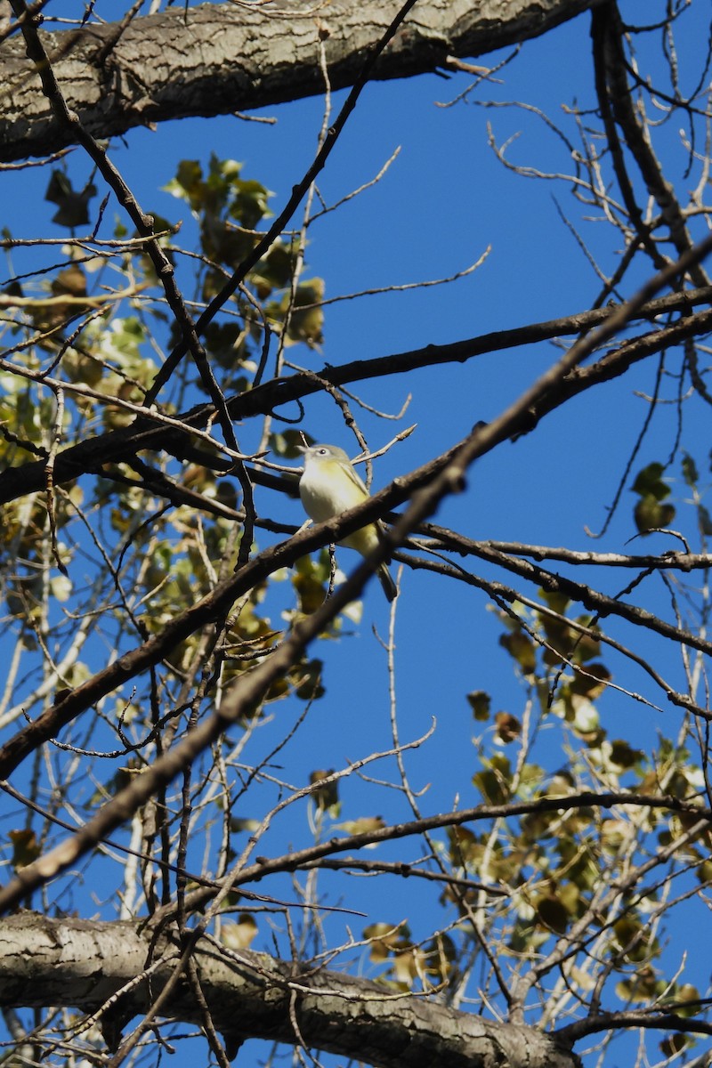 Graukopfvireo - ML643986417