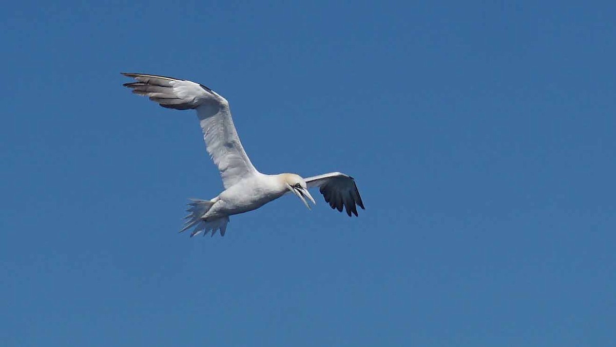Northern Gannet - ML643986431