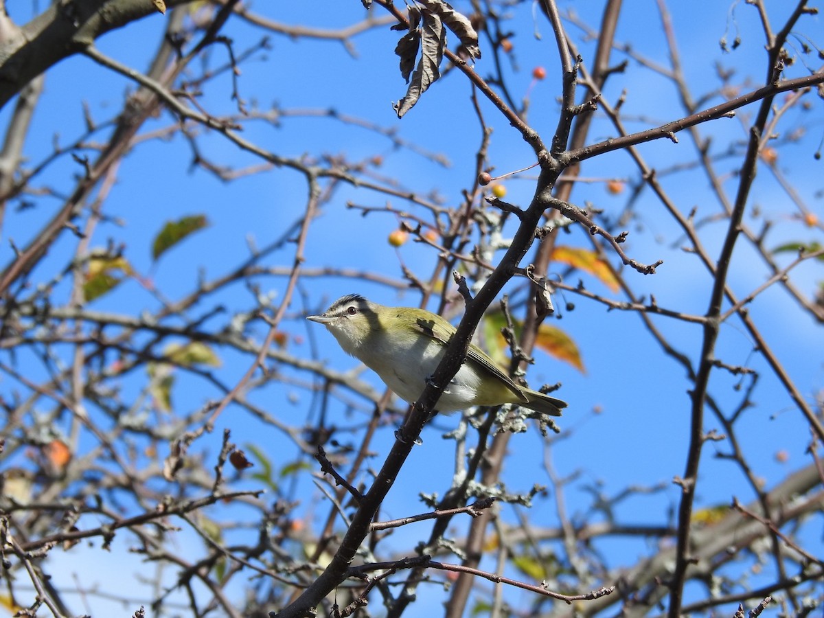 Red-eyed Vireo - ML643986443