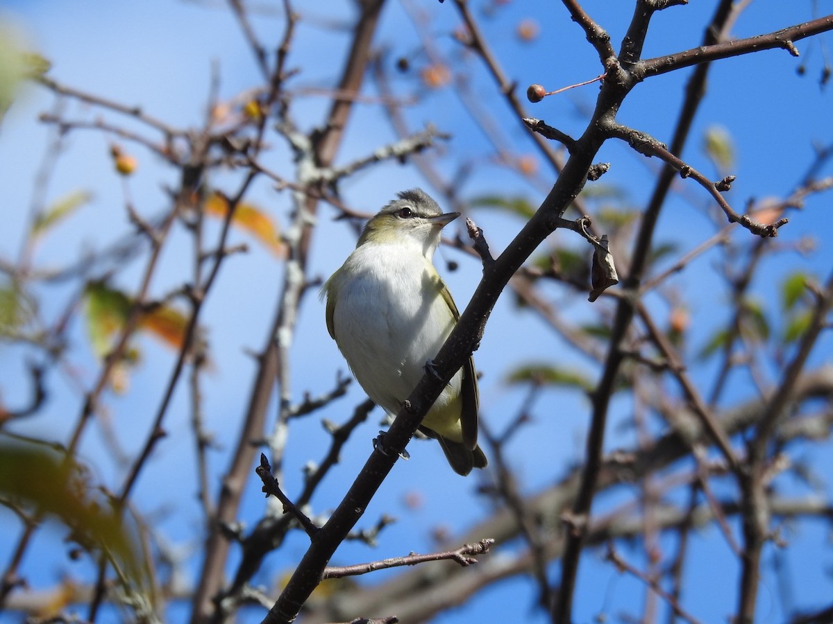 Red-eyed Vireo - ML643986444