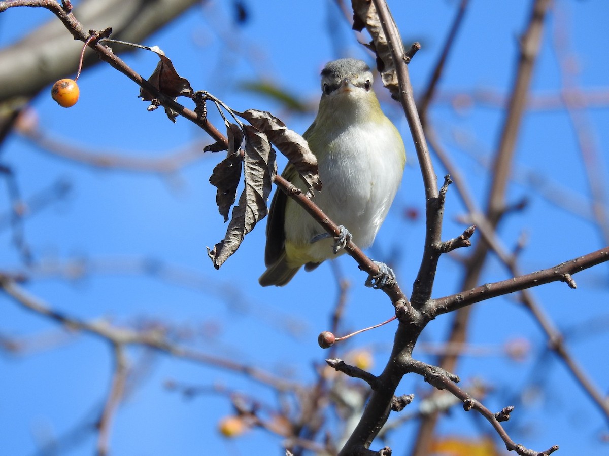 Red-eyed Vireo - ML643986445
