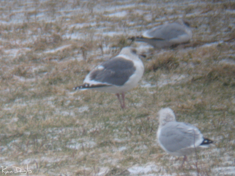 灰背鷗 - ML643986449