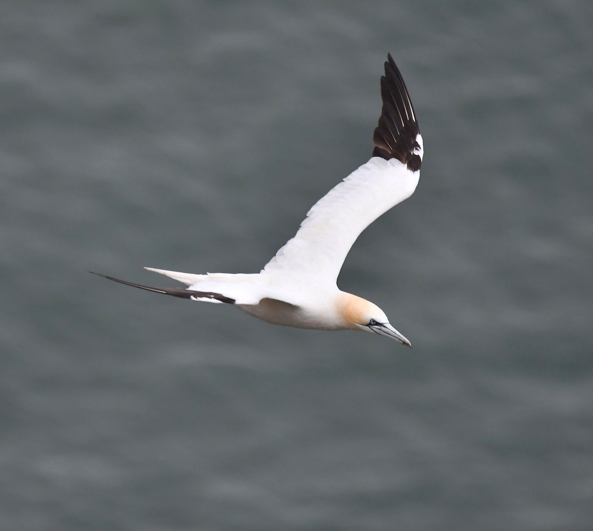 Northern Gannet - ML643986456