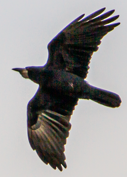 Rook - ML643986457