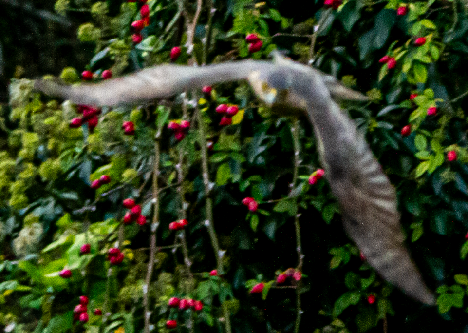 Eurasian Sparrowhawk - ML643986462