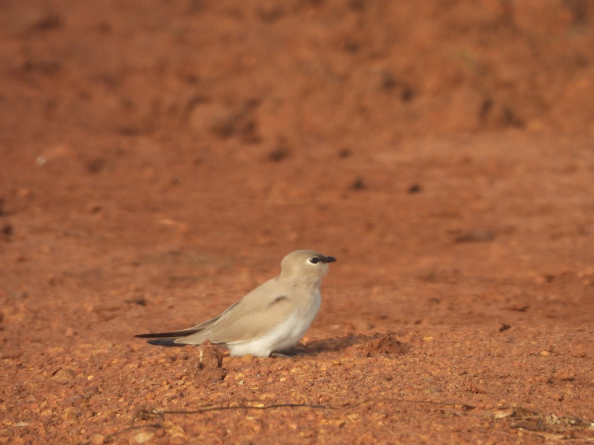 Small Pratincole - ML643986475