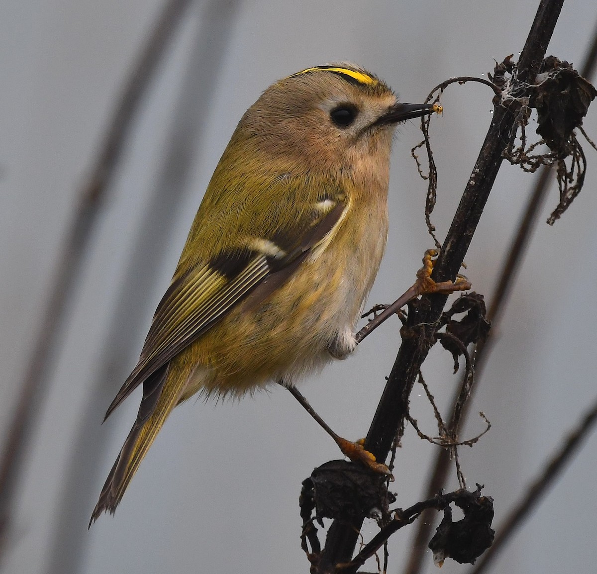 Goldcrest - ML643986477