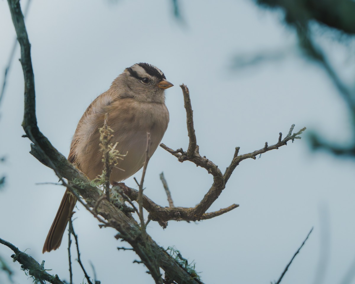 White-crowned Sparrow - ML643986481