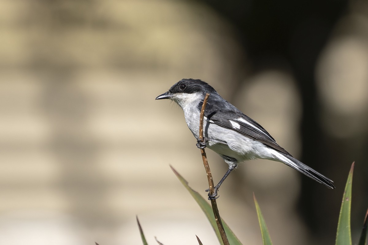 Fiscal Flycatcher - ML643986485