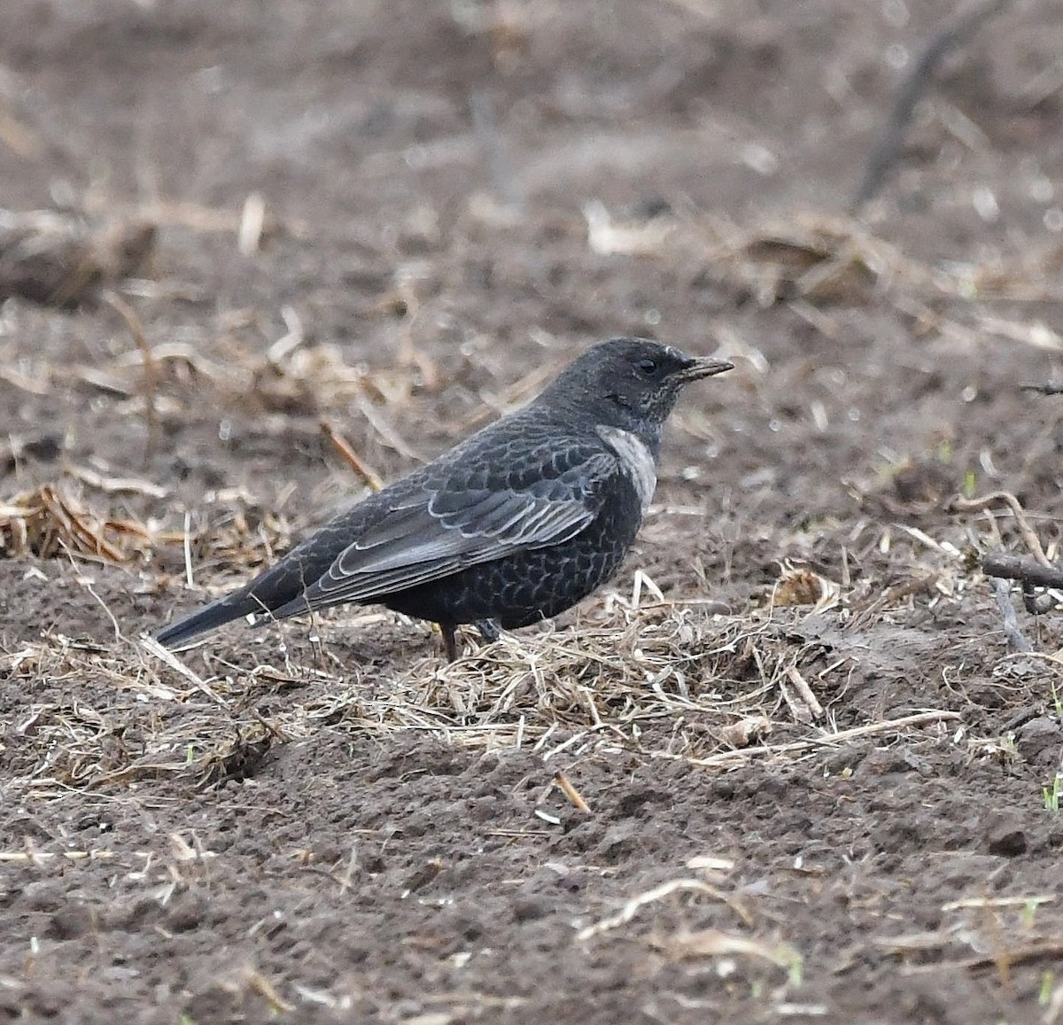 Ring Ouzel - ML643986489