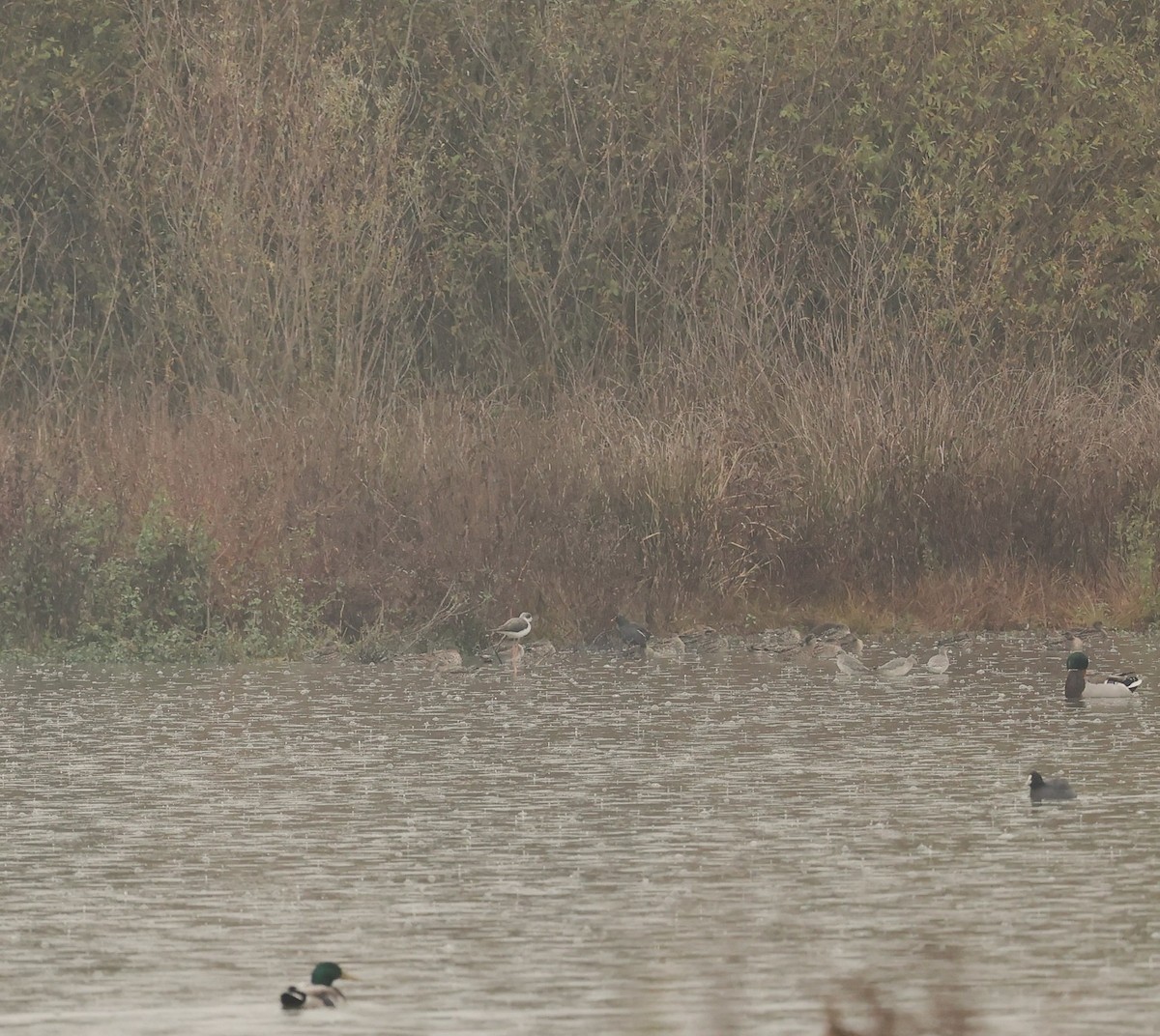 Black-winged Stilt - ML643986495