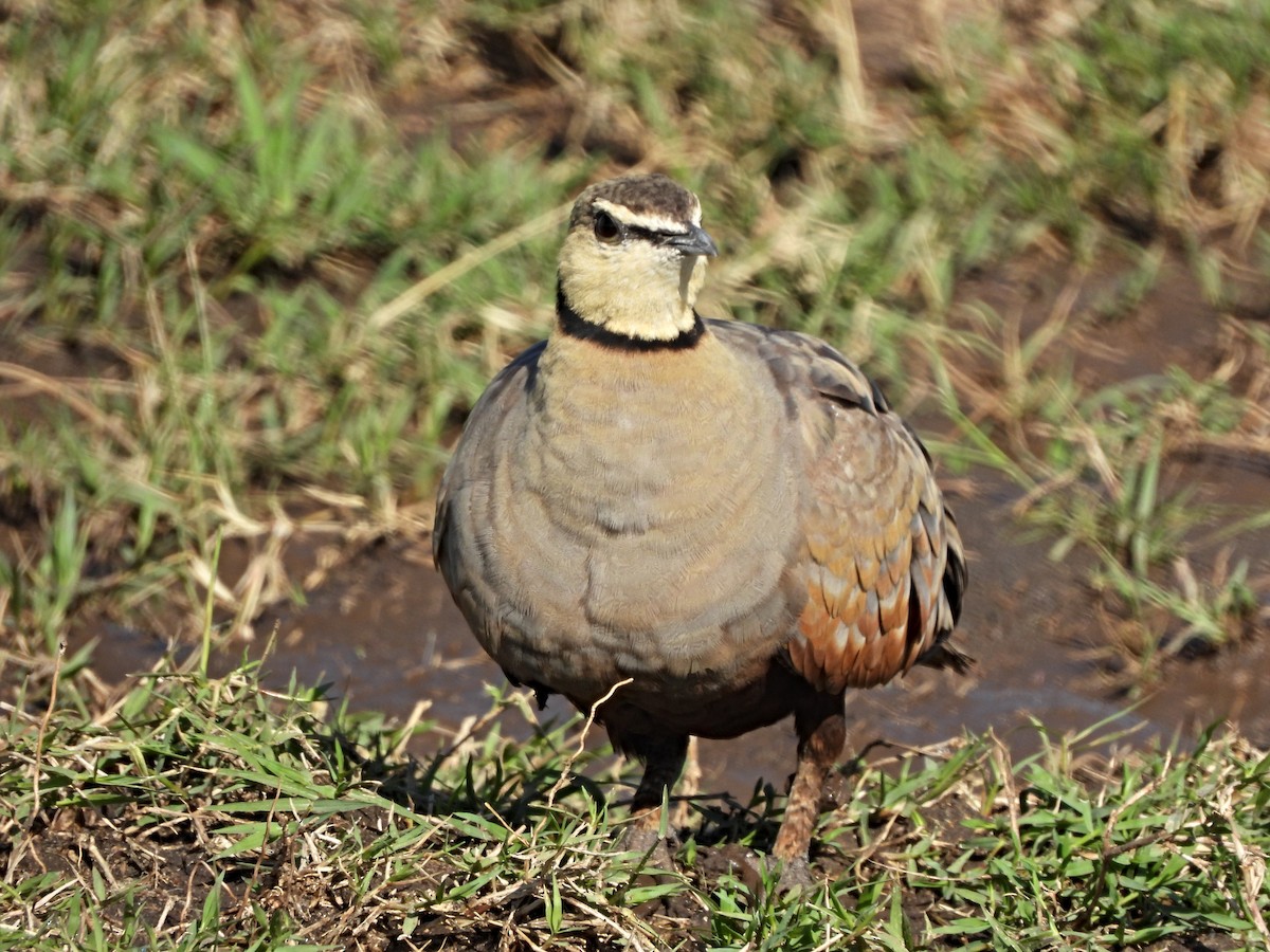 Yellow-throated Sandgrouse - ML643986502