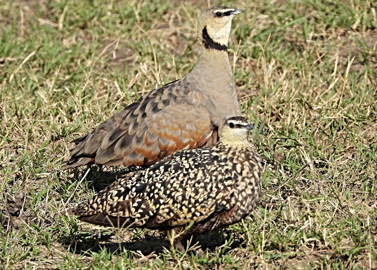 Yellow-throated Sandgrouse - ML643986503