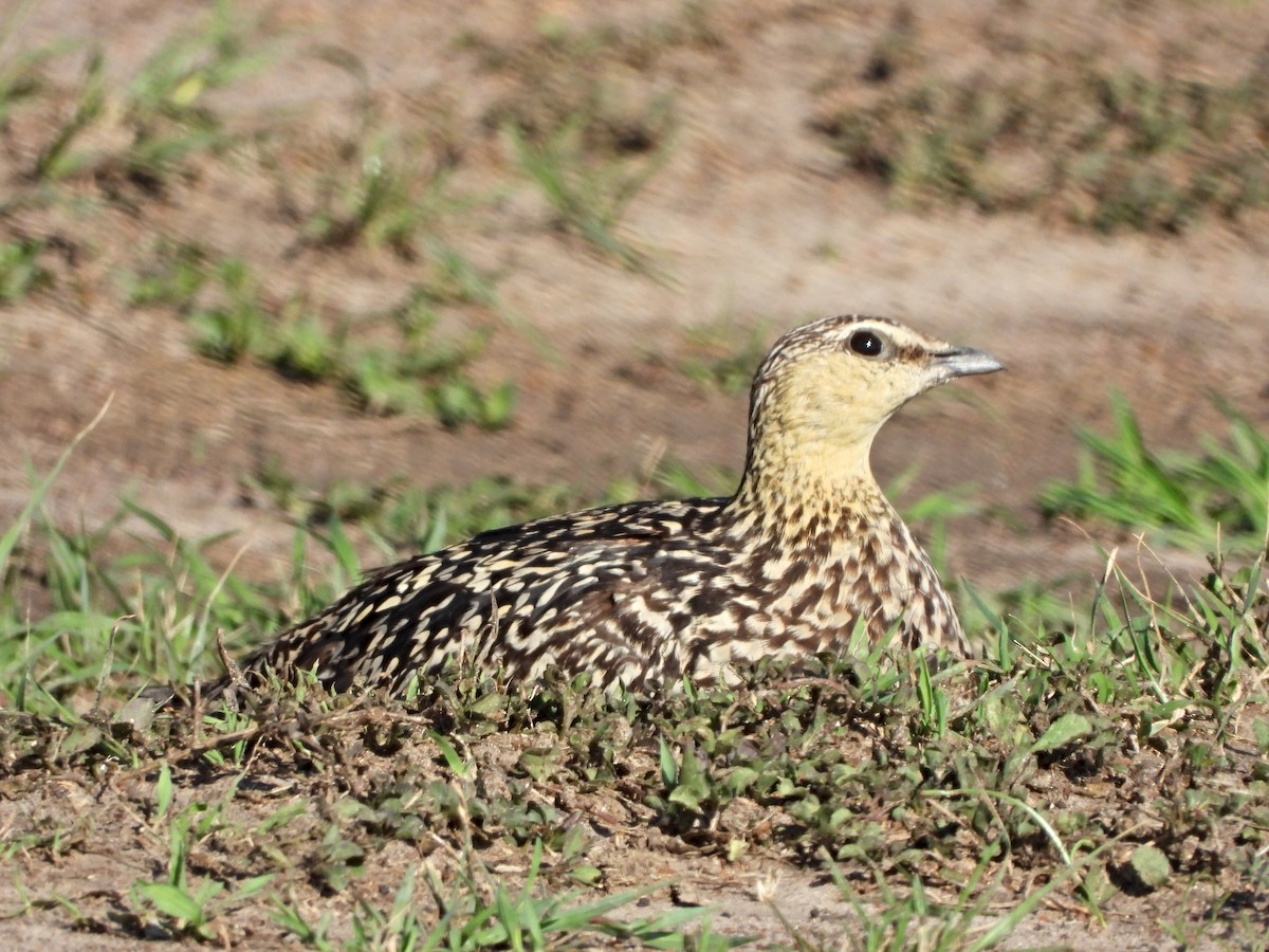Yellow-throated Sandgrouse - ML643986505
