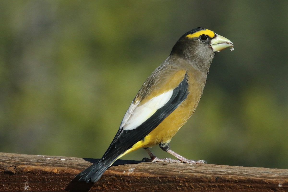Evening Grosbeak - ML643986506