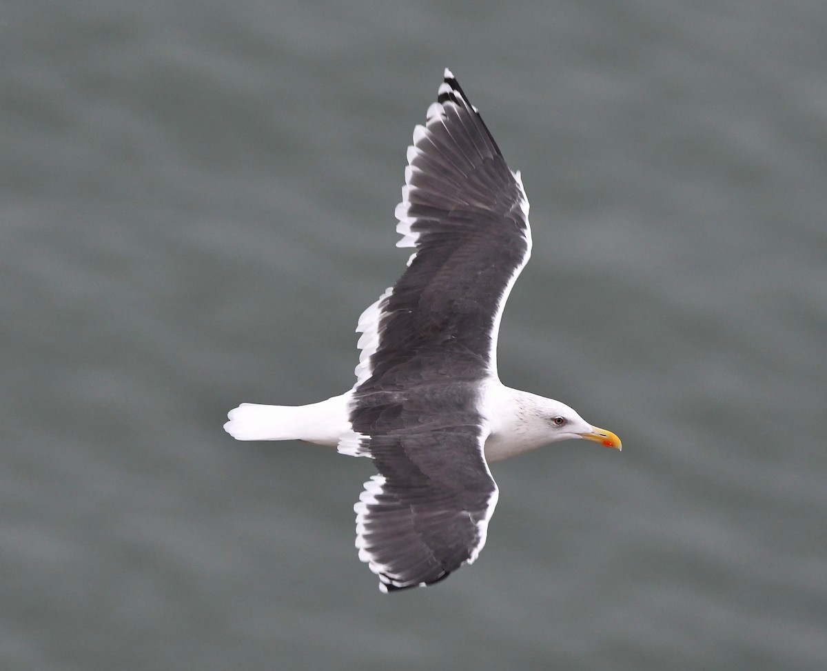 Great Black-backed Gull - ML643986509