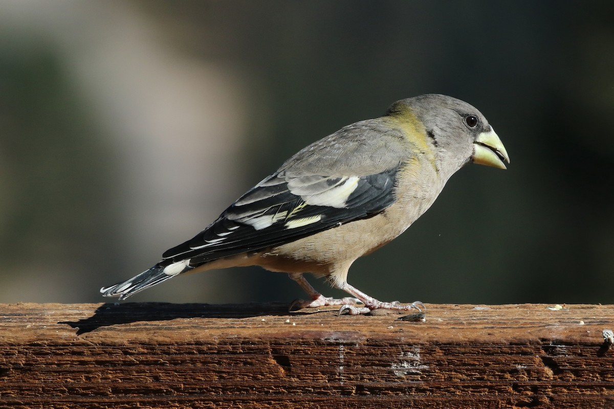 Evening Grosbeak - ML643986510